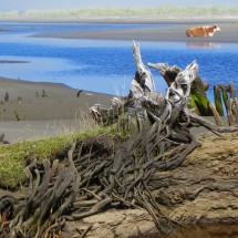 Cow in the mud of Rio Denal